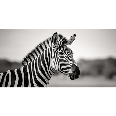 Large Zebra Painting Print
